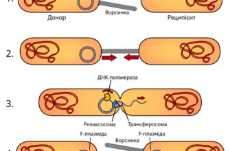 Глибоке дослідження кон’югації: принципи і практичне застосування