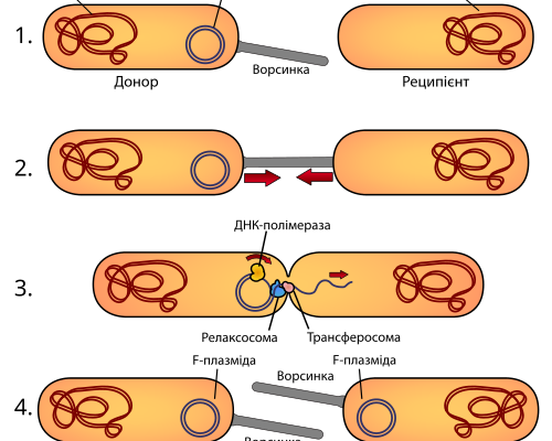 Глибоке дослідження кон’югації: принципи і практичне застосування