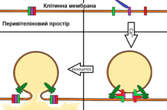 Ефективність кортикальної реакції: Вплив на функціонування мозку