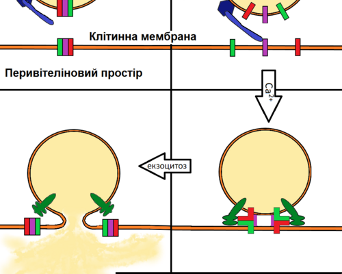 Ефективність кортикальної реакції: Вплив на функціонування мозку