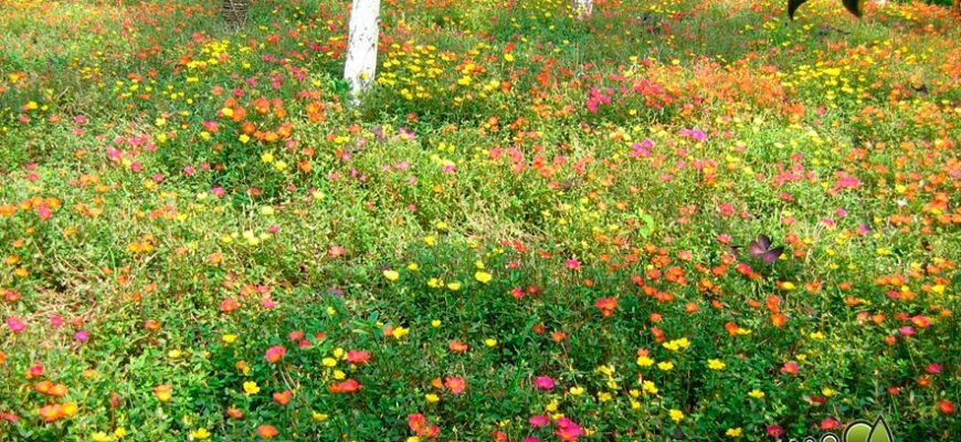 Мавританський стиль: історія, характеристики та сучасні впливи