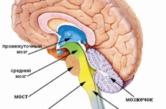 Центральна нервова система: функції, будова та порушення роботи
