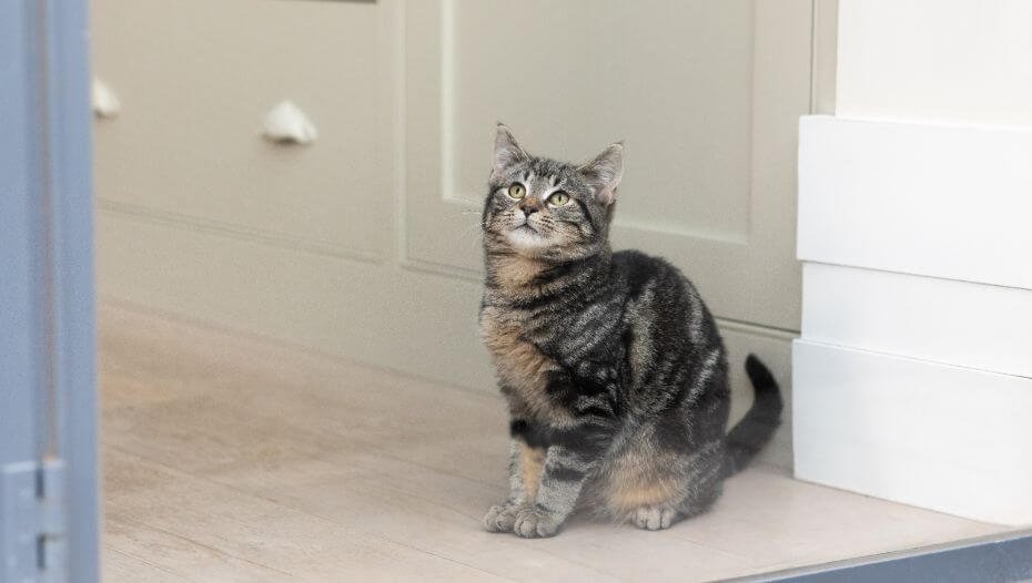 Темний пухнастий кіт сидить на підлозі і дивиться вгору.