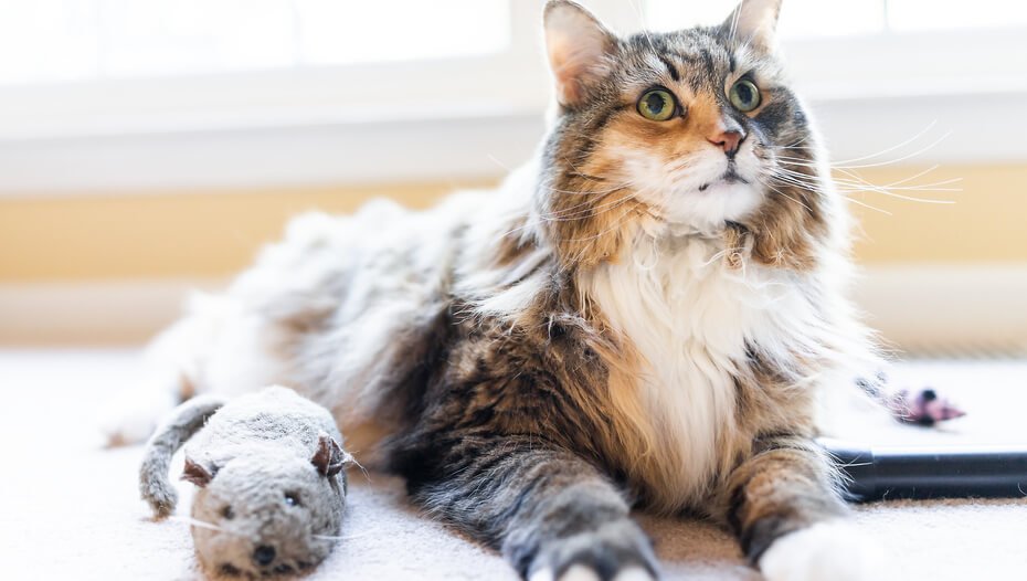 Пухнастий кіт з м'якою іграшкою