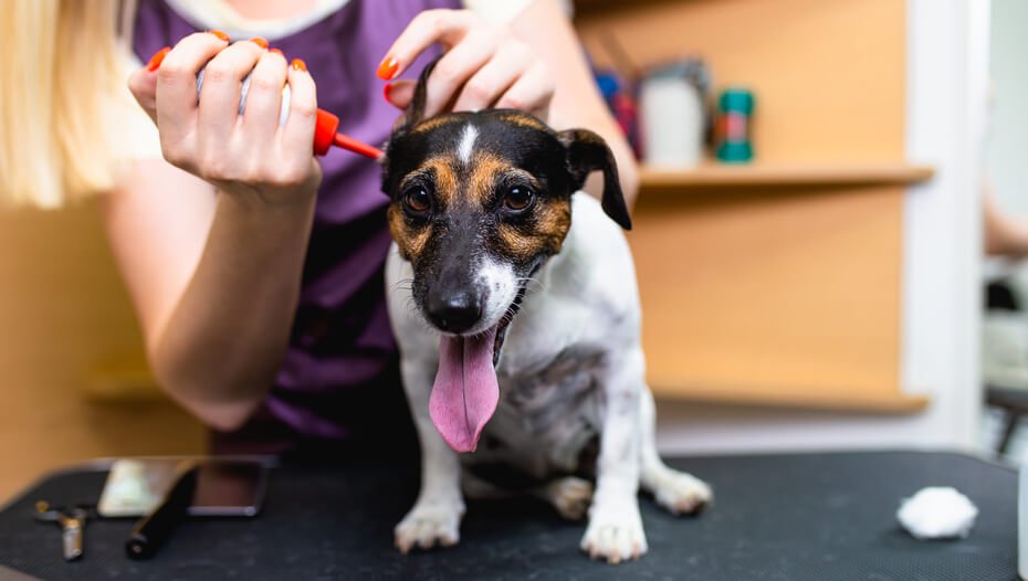 малій собаці чистять вуха