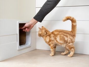 коту показують дверцята