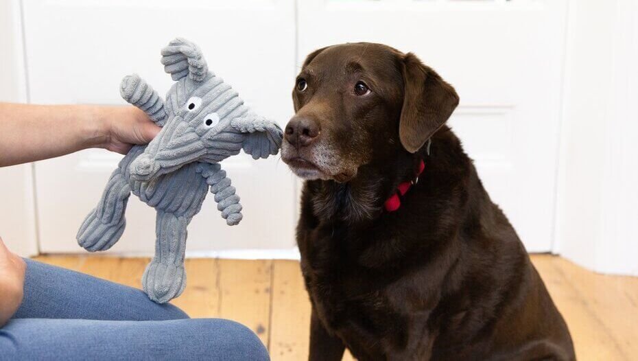 Dog encouraged with toy