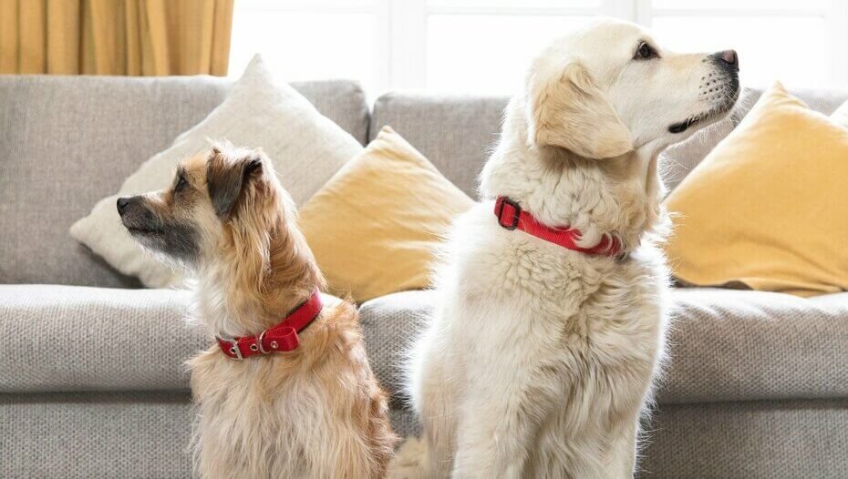 Big dog and small dog looking away from each other