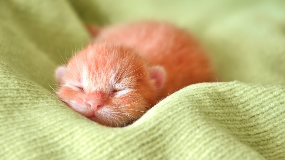 кошеня з заплющеними очима