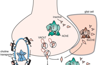 Ацетилхолін: Роль, важливість та вплив на нервову систему людини
