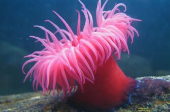 Актинія: унікальність і роль в екосистемі морських глибин
