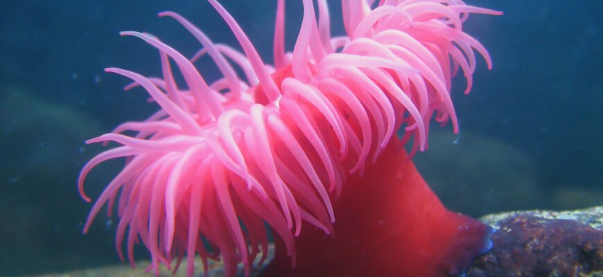 Актинія: унікальність і роль в екосистемі морських глибин