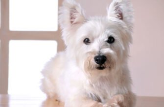 Хвороба Аддісона у собак