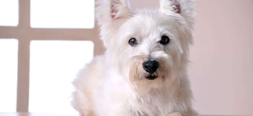 Хвороба Аддісона у собак