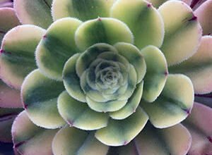 Єдина рослина на букву Є: Євшан-зілля – легенди та факти