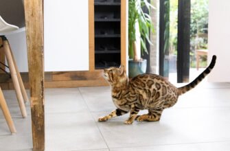 Агресія у котів: як зрозуміти, чому улюбленець кусається та що робити