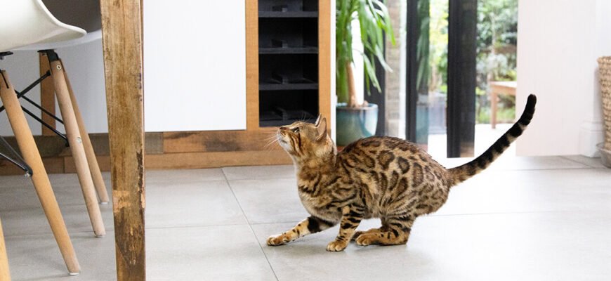 Агресія у котів: як зрозуміти, чому улюбленець кусається та що робити