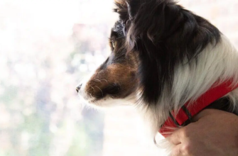 Облисіння у собак