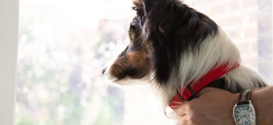 Облисіння у собак