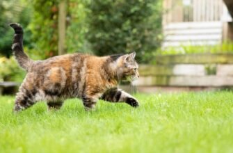 Анатомія котів