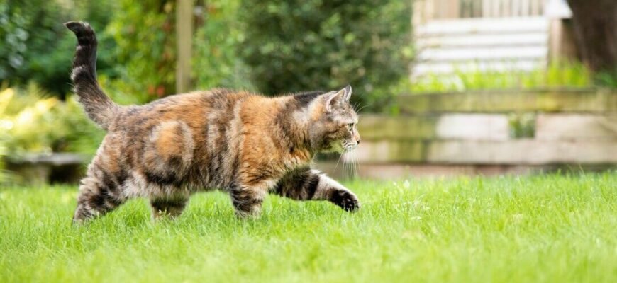 Анатомія котів