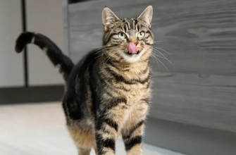 Як зробити дім безпечним і комфортним, якщо в когось у сім’ї алергія на кота?