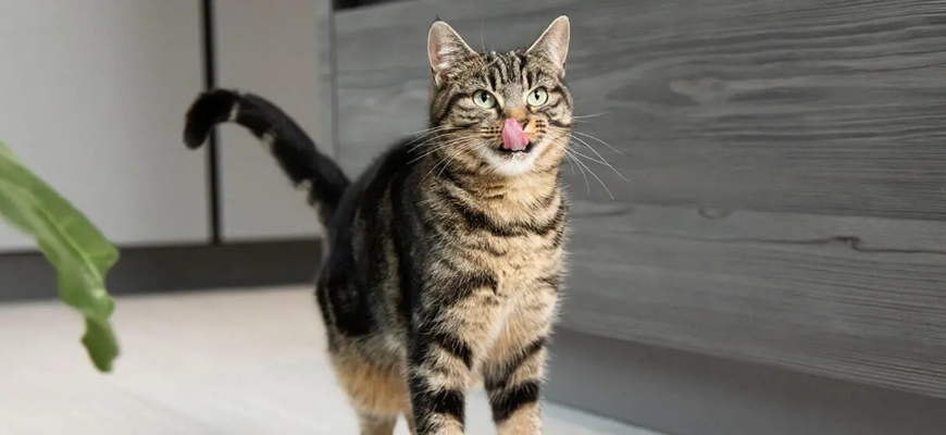 Як зробити дім безпечним і комфортним, якщо в когось у сім’ї алергія на кота?