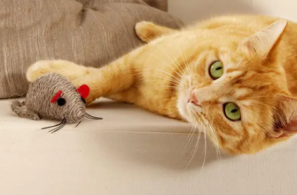 Ігри для котів: 5 веселих ігор для котів