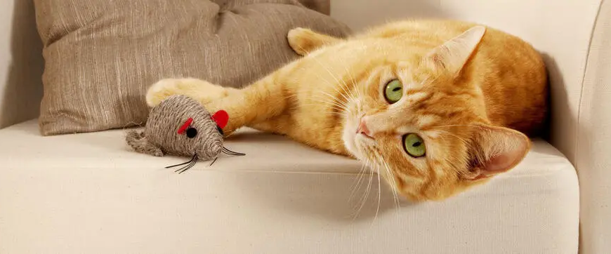 Ігри для котів: 5 веселих ігор для котів