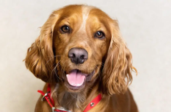 Чому у собаки сухий ніс: основні причини та чи варто хвилюватися