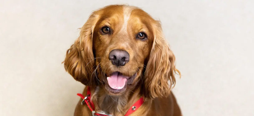 Чому у собаки сухий ніс: основні причини та чи варто хвилюватися