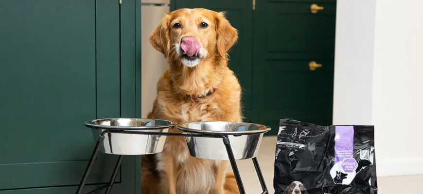 Як годувати літнього собаку: особливості харчування у старшому віці Як годувати літнього собаку: особливості харчування у старшому віці