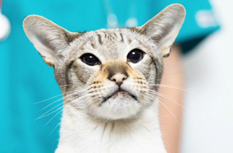 Цистит у котів