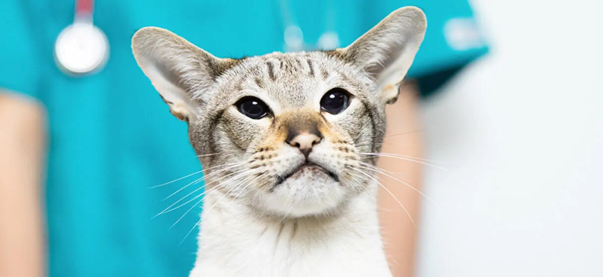 Цистит у котів