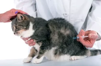 Як зробити укол кішці: покрокова інструкція для комфортного лікування