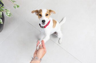 5 класних трюків для вашого собаки