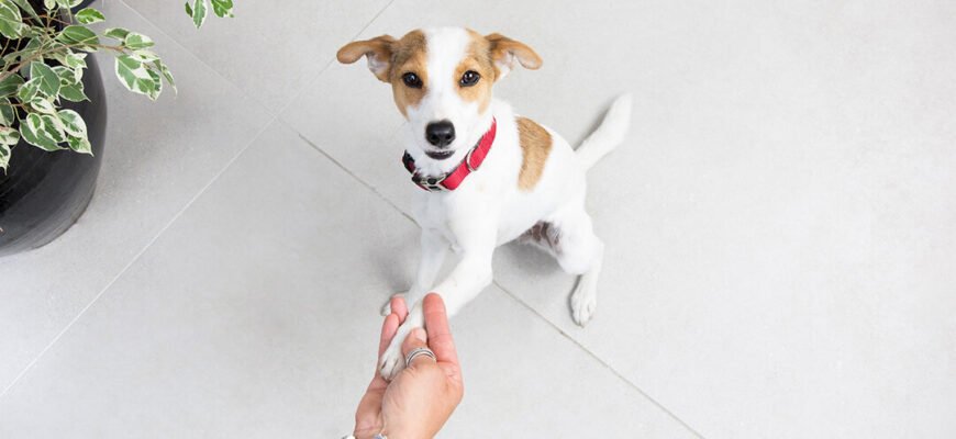 5 класних трюків для вашого собаки