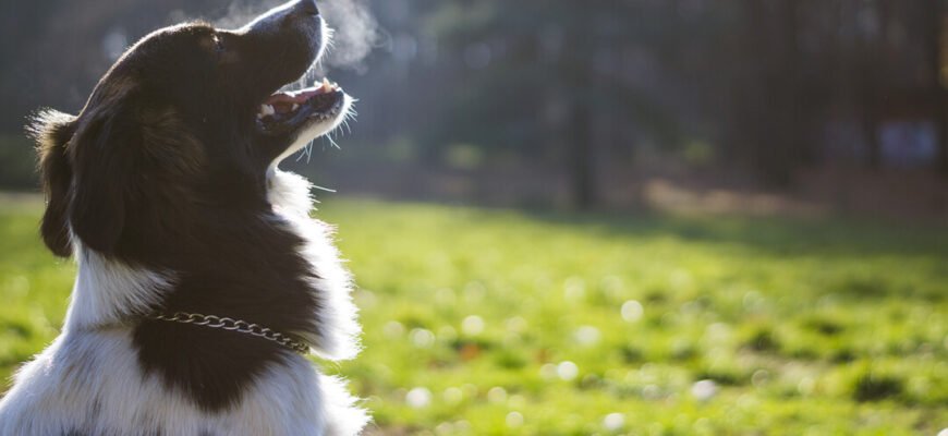 Неприємний запах з рота у собаки