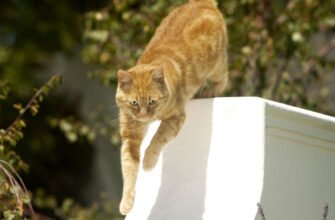 9 способів заохотити кота гратися