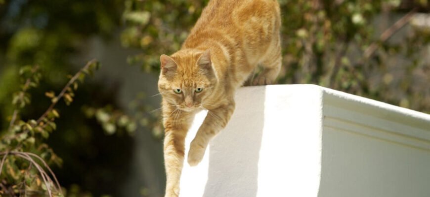 9 способів заохотити кота гратися