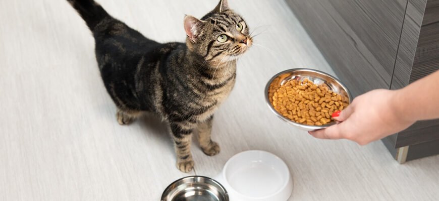 Правильне харчування і збалансований раціон кота