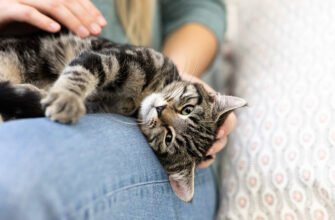 Чому коти мнуть лапами?