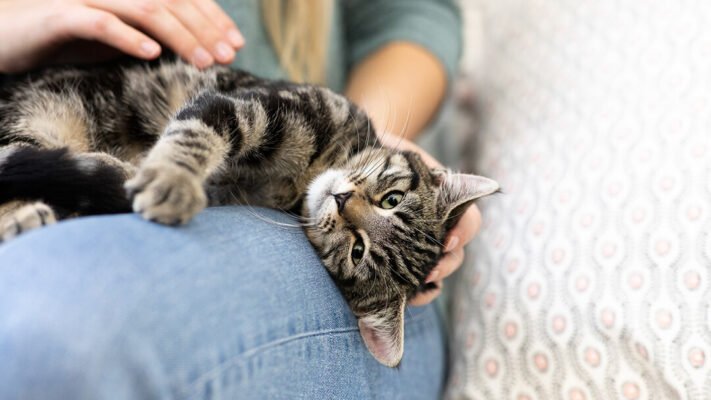 Чому коти мнуть лапами?
