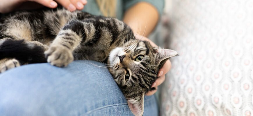 Чому коти мнуть лапами?