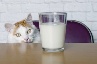 Що п'ють коти і Чи шкідливе молоко для котів?
