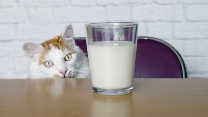 Що п'ють коти і Чи шкідливе молоко для котів?
