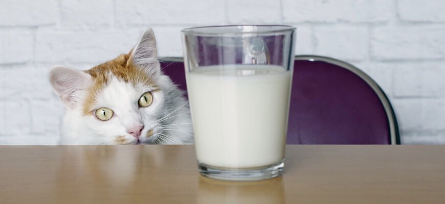 Що п'ють коти і Чи шкідливе молоко для котів?