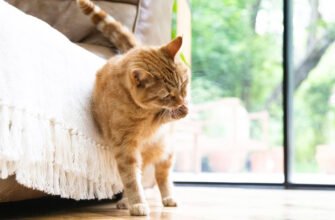 Чому кіт вилизує шерсть до ран?