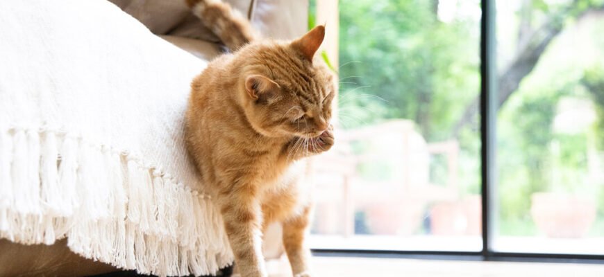 Чому кіт вилизує шерсть до ран?