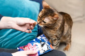 Ласощі та десерти для котів